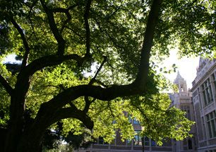 Savery Tree