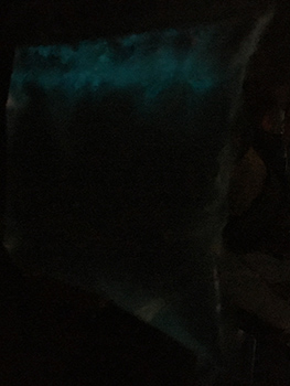 Bioluminescence in a bag