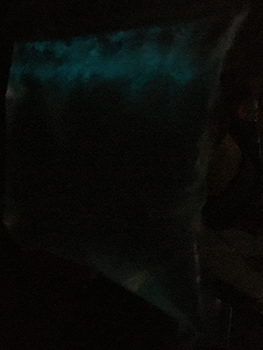 Bioluminescence in a bag