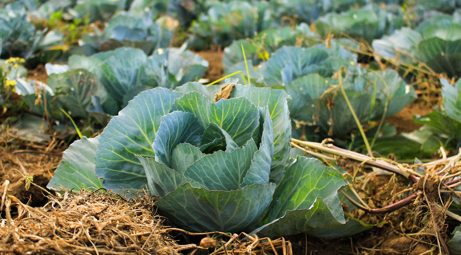 Cabbage planted in soil