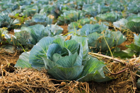 Cabbage planted in soil